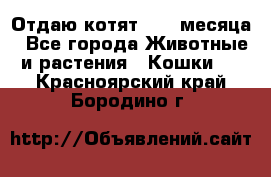 Отдаю котят. 1,5 месяца - Все города Животные и растения » Кошки   . Красноярский край,Бородино г.